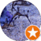 Lori Bonebrake Avatar
