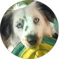 Darryl Davis Avatar