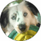Darryl Davis Avatar